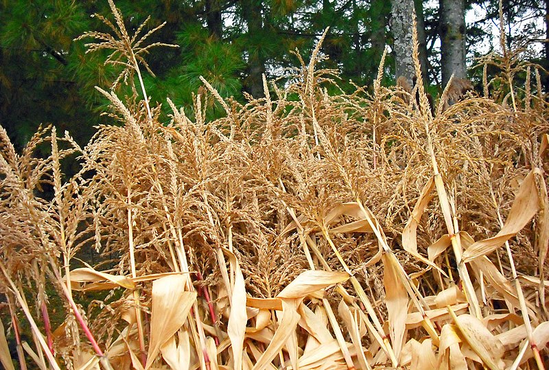 File:Harvest time - panoramio (1).jpg