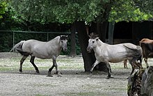 Heck horses at the Hellabrunn Zoo with less influence from the Konik Heck horse1.jpg