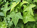 Hedera helix 'Goldtobler', Bluszcz pospolity 'Goldtobler', 2019-06-01