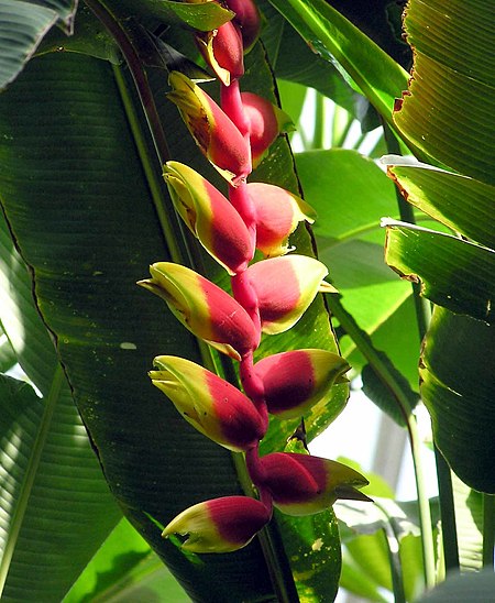 Fail:Heliconia.rostrata.kewgardens.london.arp.jpg