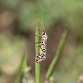 * Nomination Heliotrope Moth (Utetheisa pulchelloides) captured at Jogannapalem lake, Eluru district --IM3847 08:42, 18 May 2024 (UTC) * Promotion  Support Good quality. --Poco a poco 12:03, 18 May 2024 (UTC)