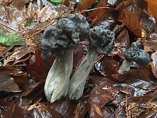 <i>Helvella lacunosa</i> Species of fungus