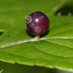 Helwingia japonica (fruits s4).jpg