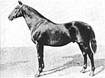 Thumbnail for Henry of Navarre (horse)