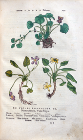 Herbarum vivae eicones-1-37-137.png