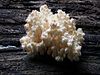 Hericium coralloides - Male Karpaty I.jpg