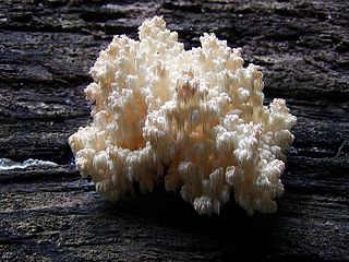 <i>Hericium</i> Genus of fungi