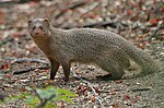 Thumbnail for Indian grey mongoose
