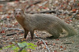 Indische ichneumon