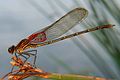 ♂ Hetaerina americana (American Rubyspot)