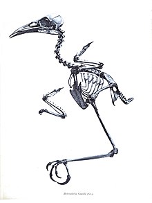 Kresba ptačí kostry, kostra je vidět zboku, otočená doleva, charakteristický je silný zobák, dlouhé nohy, relativně krátké kosti křídel
