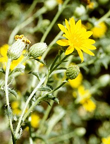 Heterotheca shevockii Flower flinton lg.jpg 