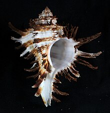 Shell of Hexaplex cichoreum (Gmelin, 1791), measuring 95.6 mm in height. Hexaplex cichoreum.jpg