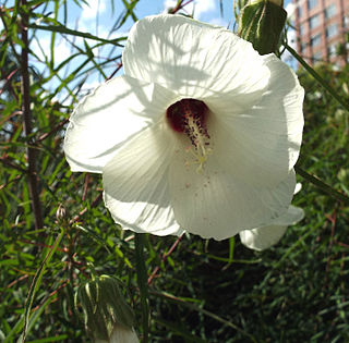 <i>Hibiscus dasycalyx</i> Species of flowering plant