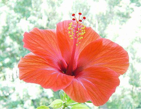 Tập_tin:Hibiskusblüte.jpg