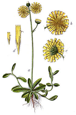 Hieracium auricula Sturm57. jpg