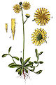 Hieracium lactucella plate 57