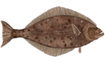 Thumbnail for Pacific halibut