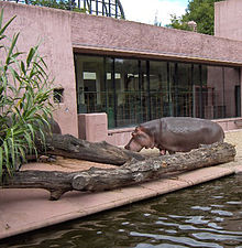 Hippopotamus amphibius01.jpg