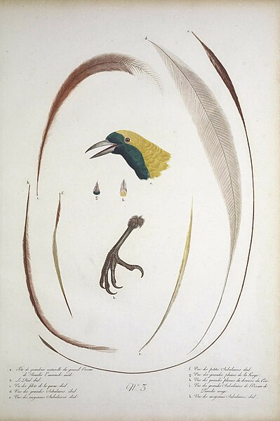 File:Histoire naturelle des oiseaux de paradis et des rolliers (No. 3) (8112358186).jpg