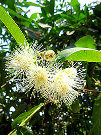 Syzygium samarangense