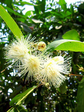 <i>Syzygium samarangense</i> Species of Asian fruit tree in the flowering plant family Myrtaceae