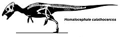 homalocephale calathoceros.jpg