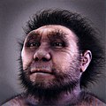Homo erectus pekinensis.jpg