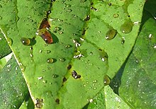 Honeydew drops on leaves Honeydew on a leaf (cropped).jpg