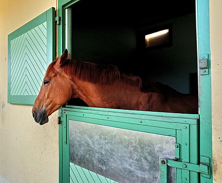 Door of stable (France)