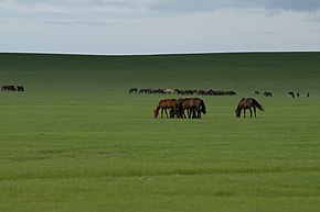 Horses in Zhalatu.jpg