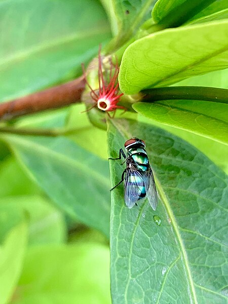 File:Housefly on a plant.jpg