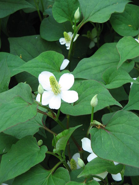 File:Houttuynia cordata02.jpg