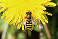 * Nomination Hoverfly (Syrphus ribesii) male, Aston Upthorpe, Oxfordshire --Charlesjsharp 10:40, 30 April 2015 (UTC) * Promotion Good quality. --Jacek Halicki 11:52, 30 April 2015 (UTC)