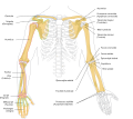 Schéma des os de la ceinture et des membres supérieurs (vue antérieure).