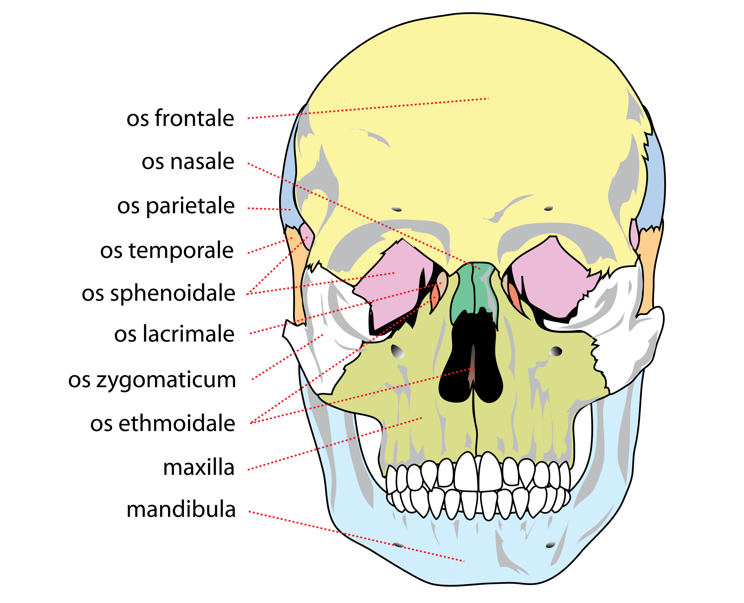 Human Skull Anatomy, Bones in Human Skull