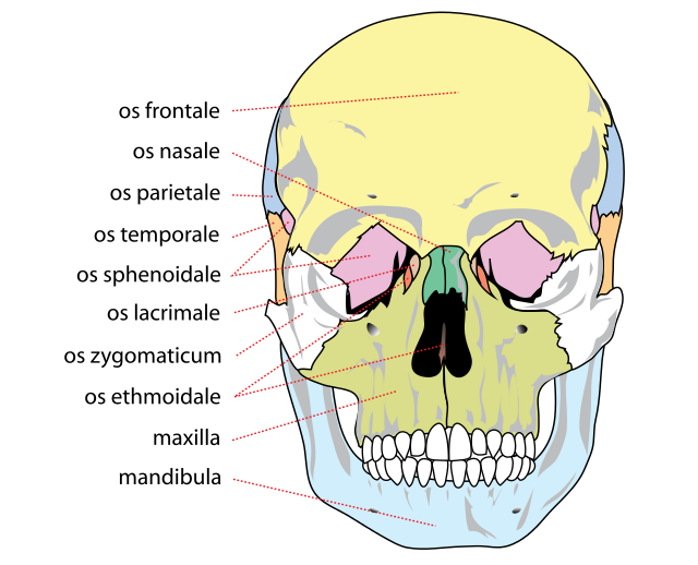 main bones on front view