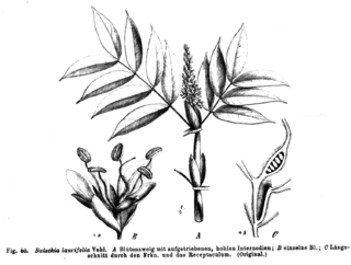 <i>Humboldtia laurifolia</i> Species of legume