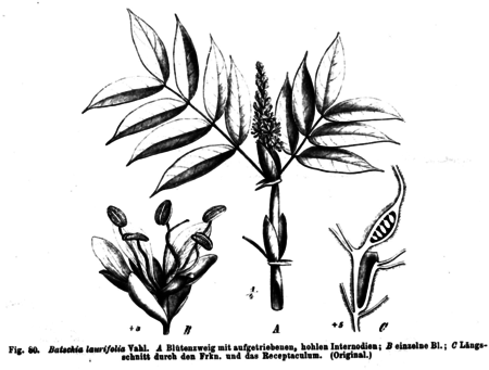 Humboldtia laurifolia