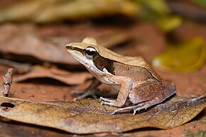 Bildbeschreibung Humerana miopus, dreistreifiger Frosch - Bezirk Mueang Krabi, Provinz Krabi (33041767468) von Rushen.jpg.