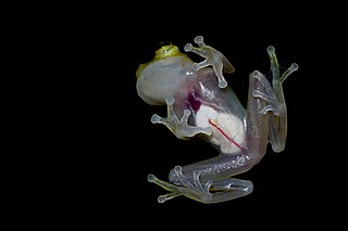 <i>Hyalinobatrachium cappellei</i> Species of frog