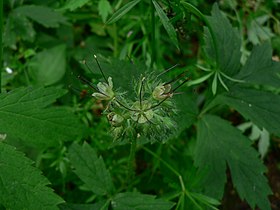 Hydrophyllum tenuipes