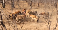 Hyenas Fight Against Lions Over a Kill HD 10.png