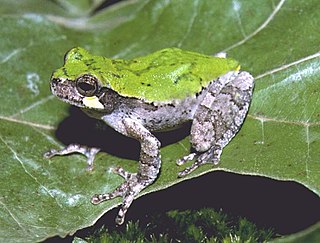 <span class="mw-page-title-main">Bird-voiced tree frog</span> Species of amphibian