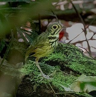 <span class="mw-page-title-main">Snethlage's antpitta</span> Species of bird