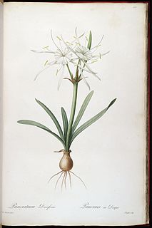 <i>Hymenocallis rotata</i> species of plant