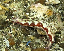 Hypselodoris maculosa.jpg