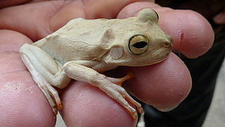 <span class="mw-page-title-main">Emerald-eyed tree frog</span> Species of amphibian