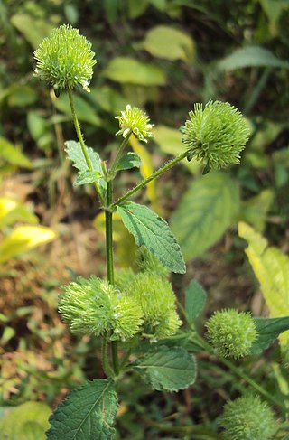 <i>Hyptis capitata</i> Species of flowering plant