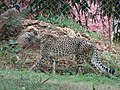 Indian Cheetah